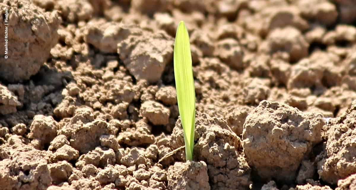 Confiança do Agronegócio marca 111,3 pontos no 2º trimestre e indica otimismo