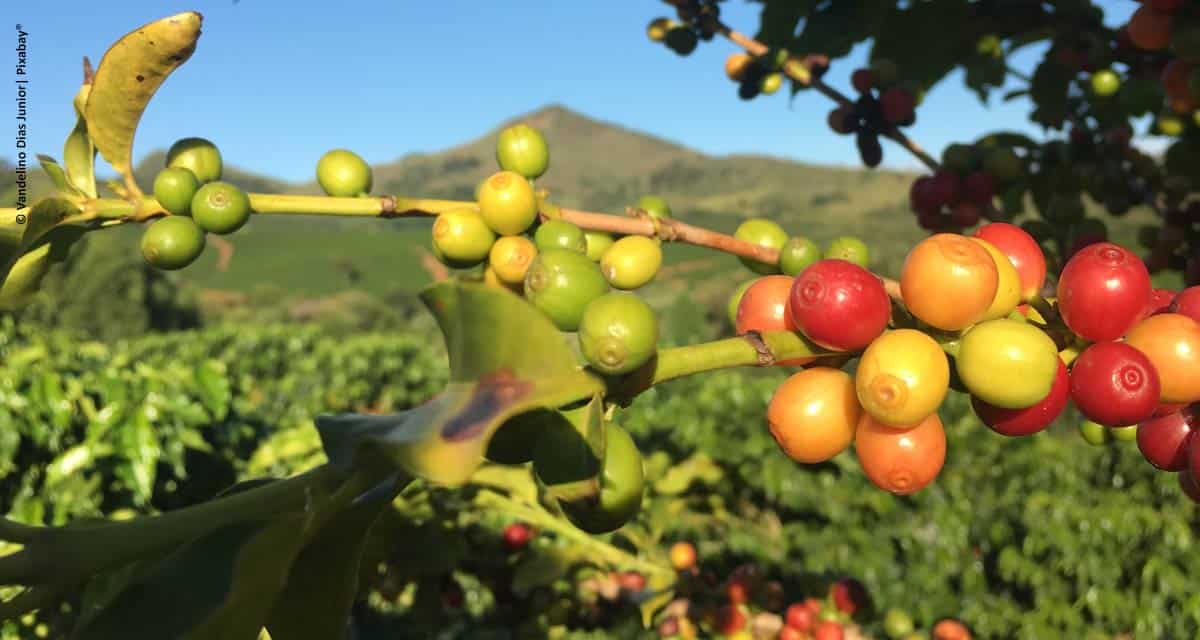 Variações climáticas impactam safra de 2019 e geram preocupação para 2020