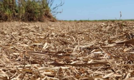 A remoção da palha de cana-de-açúcar poderá dobrar a demanda de fertilizantes no Brasil em 2050