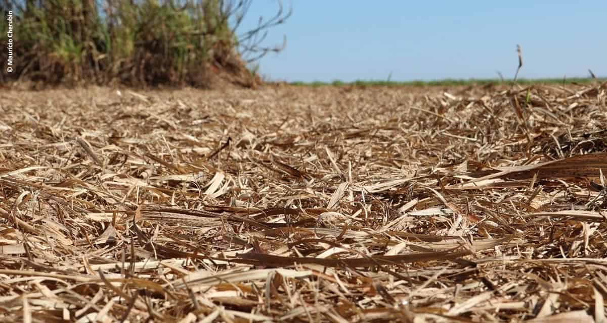 A remoção da palha de cana-de-açúcar poderá dobrar a demanda de fertilizantes no Brasil em 2050