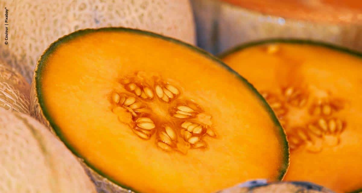 Yara promove 1º Melon Day no Nordeste