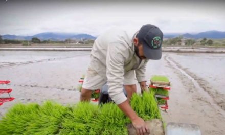 Vale do Paraíba, principal produtora de arroz do Estado, pode se tornar um pólo de variedades especiais