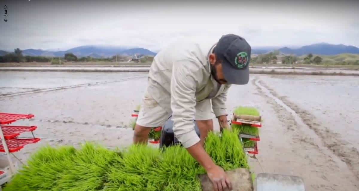 Vale do Paraíba, principal produtora de arroz do Estado, pode se tornar um pólo de variedades especiais