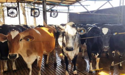 Parceria da Allflex com a Nestlé vai monitorar 100% das vacas produtoras de leite orgânico até 2020