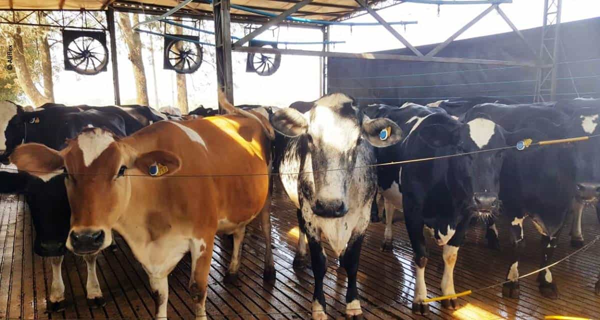 Parceria da Allflex com a Nestlé vai monitorar 100% das vacas produtoras de leite orgânico até 2020