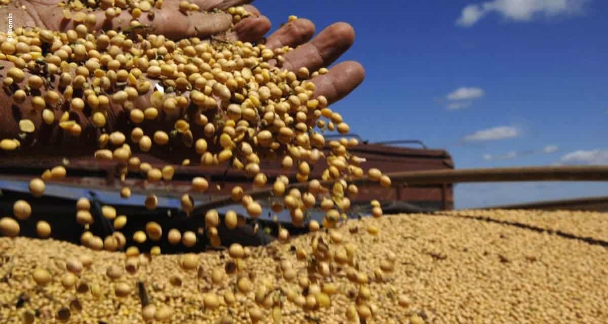 América do Sul tem alto risco para micotoxinas, aponta Pesquisa Mundial da Biomin