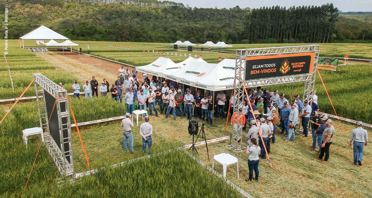 Dia de campo apresenta inovação para o controle de aveia e azevém no trigo