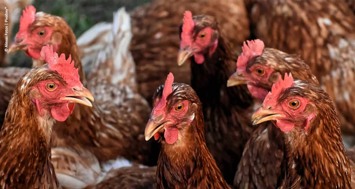 Pesquisa comprova melhor absorção de nutrientes com o uso de aditivos naturais na nutrição animal