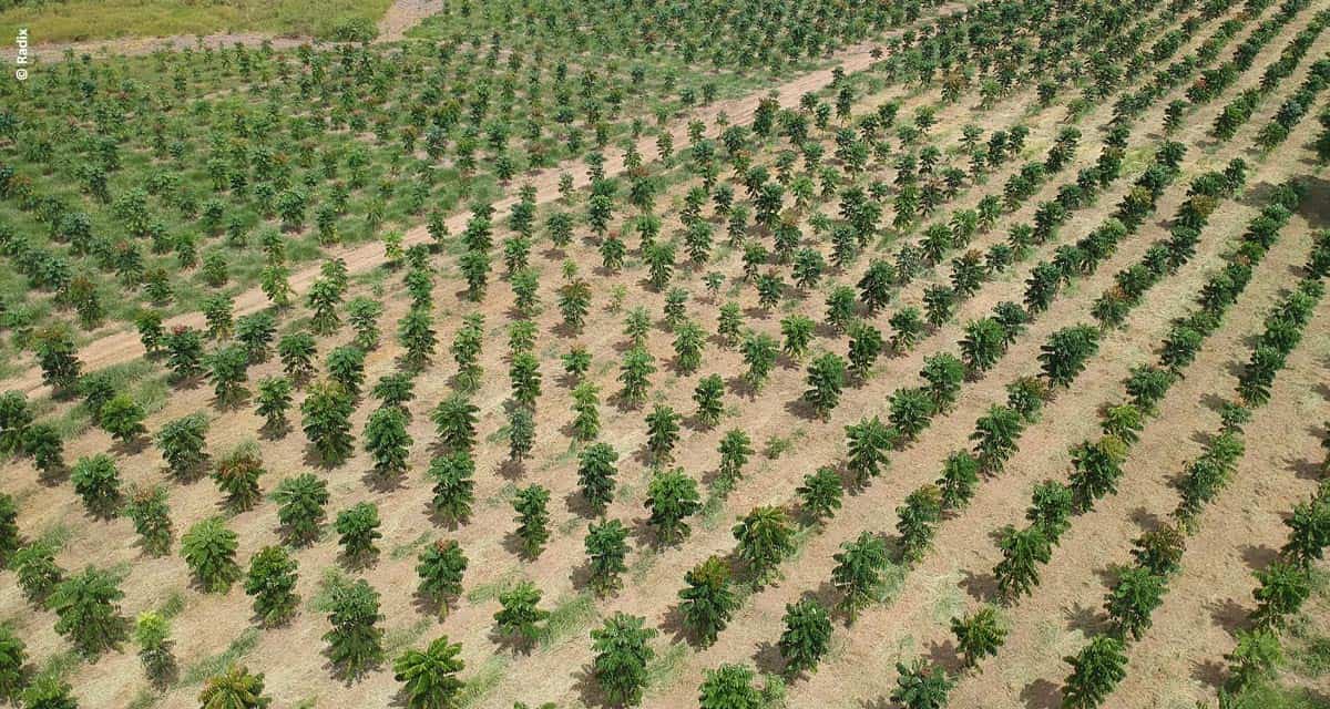 Investimento verde: plantio de árvores une ganho ambiental a retorno financeiro