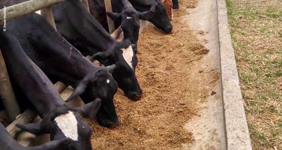 Pequenos produtores de leite de Juiz de Fora (MG) têm apoio da Trouw Nutrition para aumentar sua produtividade