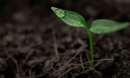 Abisolo ressalta o decisivo papel dos fertilizantes orgânicos compostos no aumento da produtividade do agro brasileiro