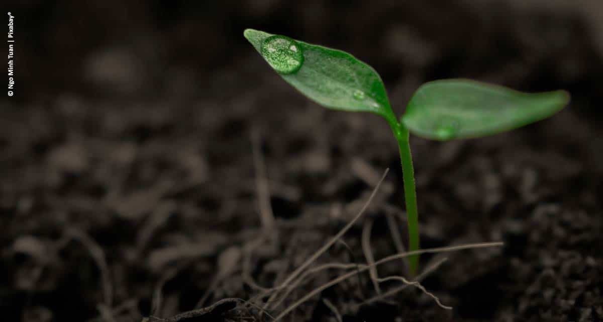 Abisolo ressalta o decisivo papel dos fertilizantes orgânicos compostos no aumento da produtividade do agro brasileiro