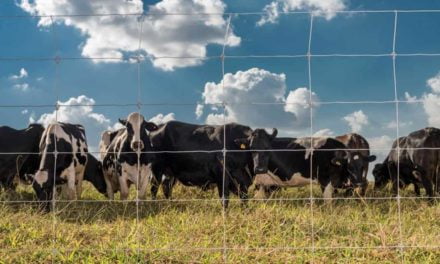 Cerca Pronta Belgo: melhor custo-benefício, economia e mais segurança para o rebanho