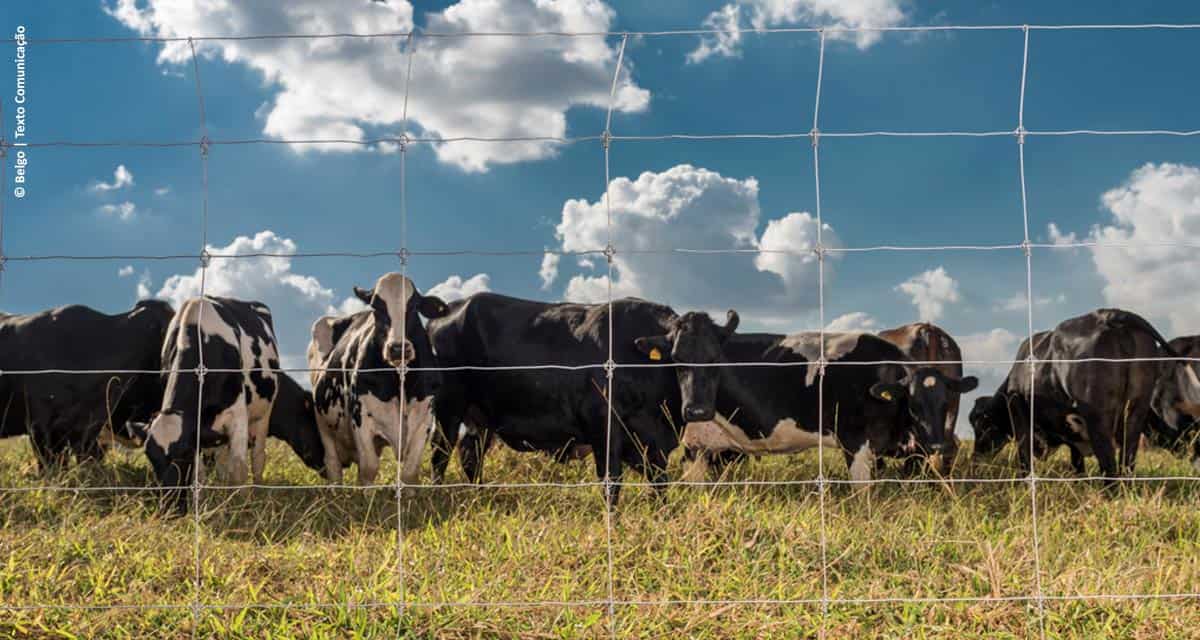 Cerca Pronta Belgo: melhor custo-benefício, economia e mais segurança para o rebanho