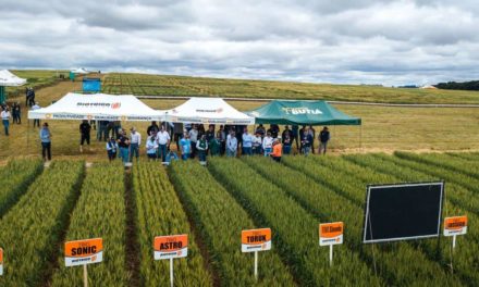 Dia de campo promove imersão no maior programa de melhoramento de trigo da América Latina