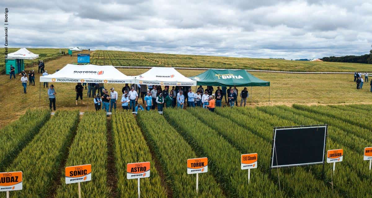 Dia de campo promove imersão no maior programa de melhoramento de trigo da América Latina