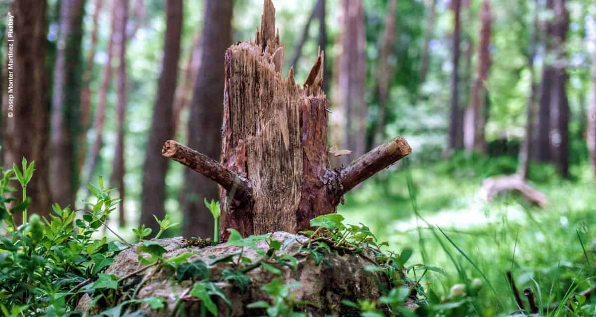 Dispensa de restauração de vegetação nativa prevista pelo artigo 68 do Código Florestal pode chegar a 500 mil hectares no estado de São Paulo