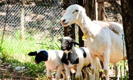 Manejo de ovinos aumenta o número de partos duplos em 70%