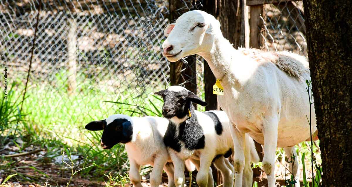 Manejo de ovinos aumenta o número de partos duplos em 70%