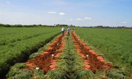 Melhoramento genético traz tecnologia para a cadeia produtiva da horticultura