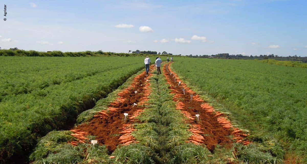 Melhoramento genético traz tecnologia para a cadeia produtiva da horticultura