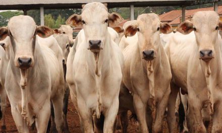 Ourofino Saúde Animal promove palestra na rede social sobre controle estratégico de carrapatos em bovinos