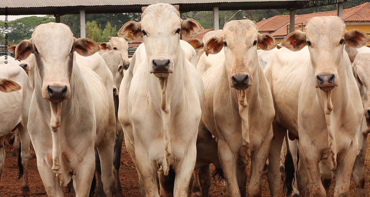 Ourofino Saúde Animal promove palestra na rede social sobre controle estratégico de carrapatos em bovinos