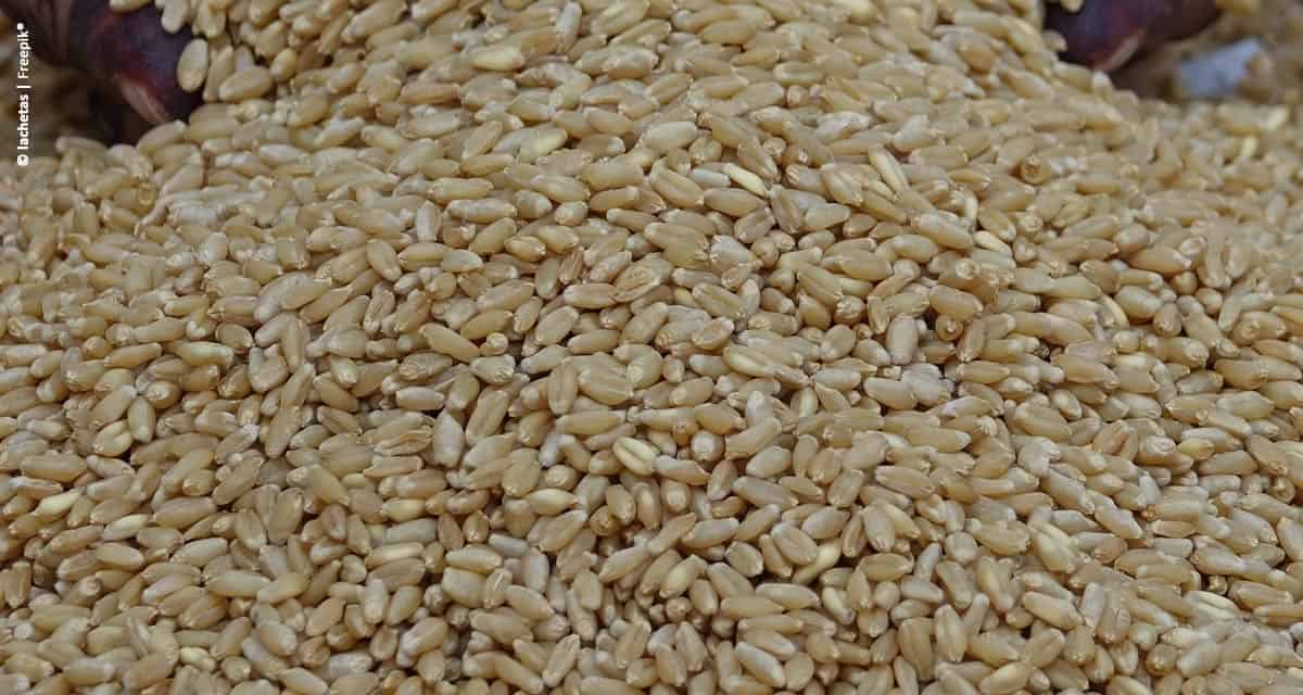 Estado de São Paulo espera colheita de 260 mil toneladas de trigo