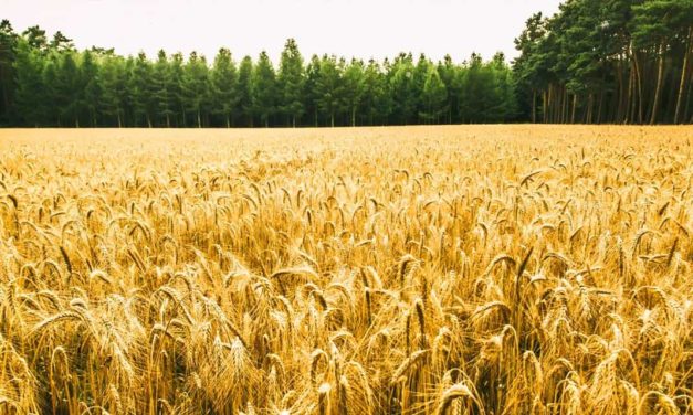 Agricultura mais resiliente é possível e o Brasil já possui as ferramentas