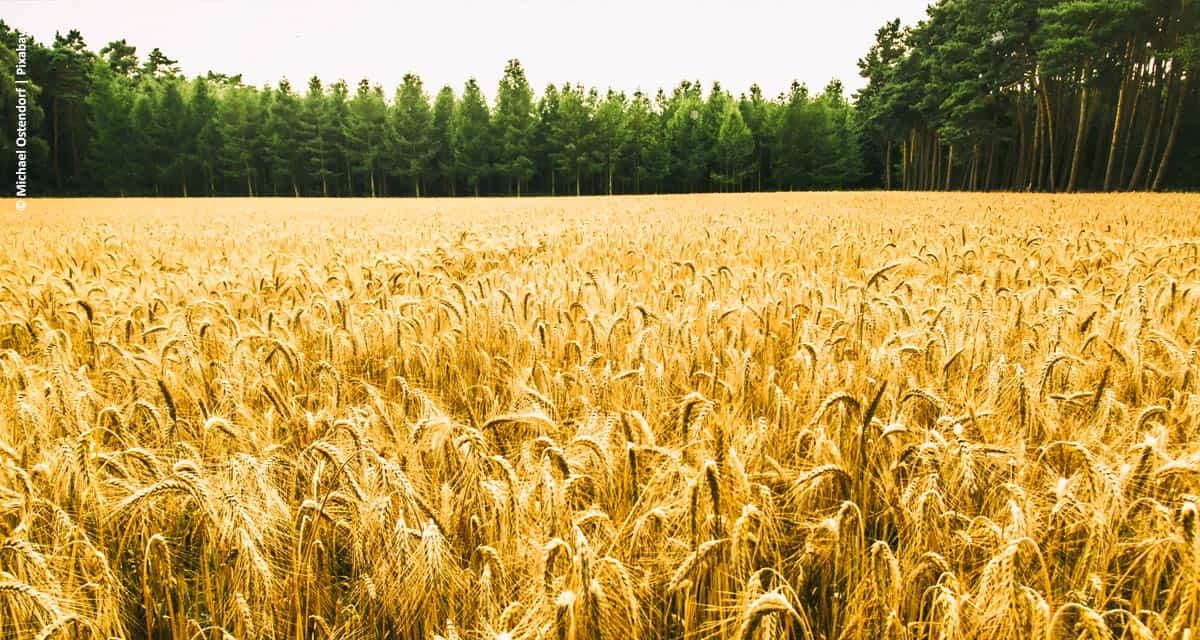 Agricultura mais resiliente é possível e o Brasil já possui as ferramentas