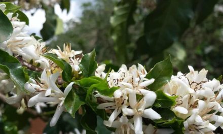 Café já é beneficiado pela nova geração de fertilizantes