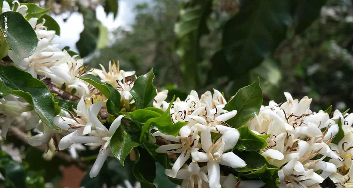 Café já é beneficiado pela nova geração de fertilizantes