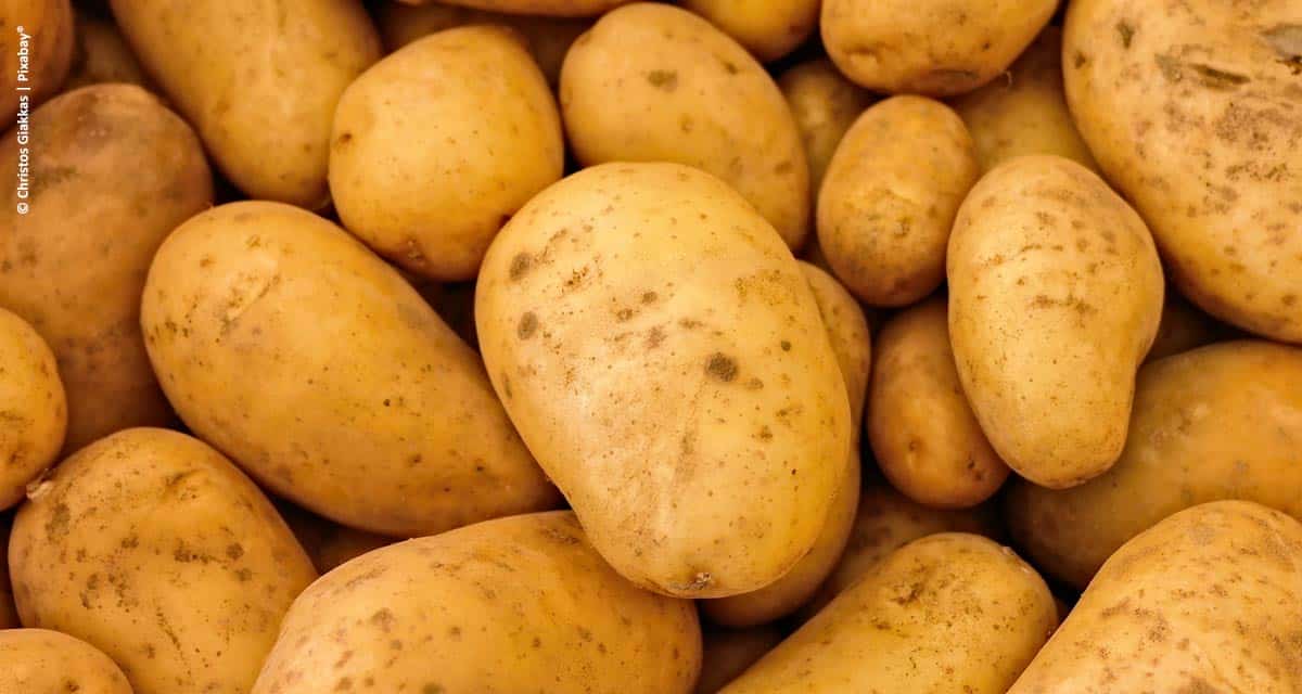 PepsiCo alcança meta de 100% de sua produção de batata sustentável no Brasil