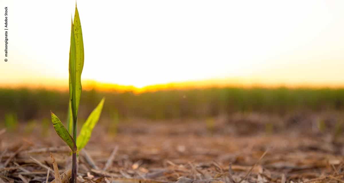 Syngenta inaugura plantio comercial de tecnologia inovadora para cana-de-açúcar