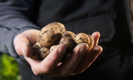 A situação e os desafios do pequeno agricultor no Brasil