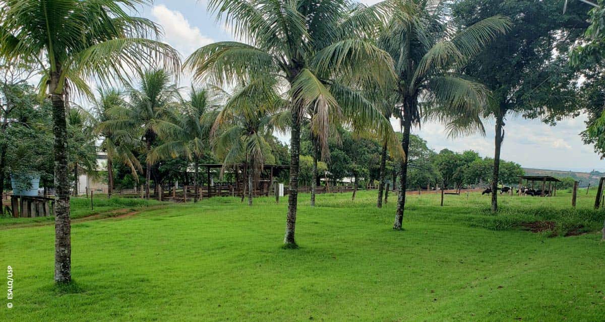 ESALQ/USP adota sistema Ideagri na gestão de sua Fazenda Experimental