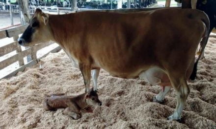 Propriedade leiteira do Paraná mostra como melhoramento genético mudou perfil do rebanho e aumentou eficiência produtiva