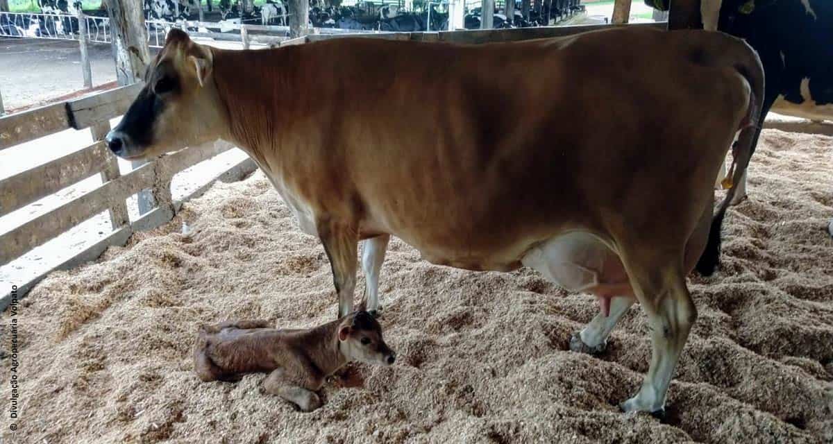 Propriedade leiteira do Paraná mostra como melhoramento genético mudou perfil do rebanho e aumentou eficiência produtiva