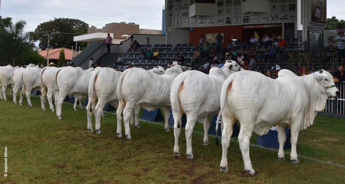 Expoinel Minas é a primeira grande exposição Nelore de 2020