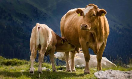 Minerva Foods é a primeira do setor a implementar ferramenta focada na sustentabilidade da pecuária bovina em parceria com o GTPS e a Solidaridad Brasil