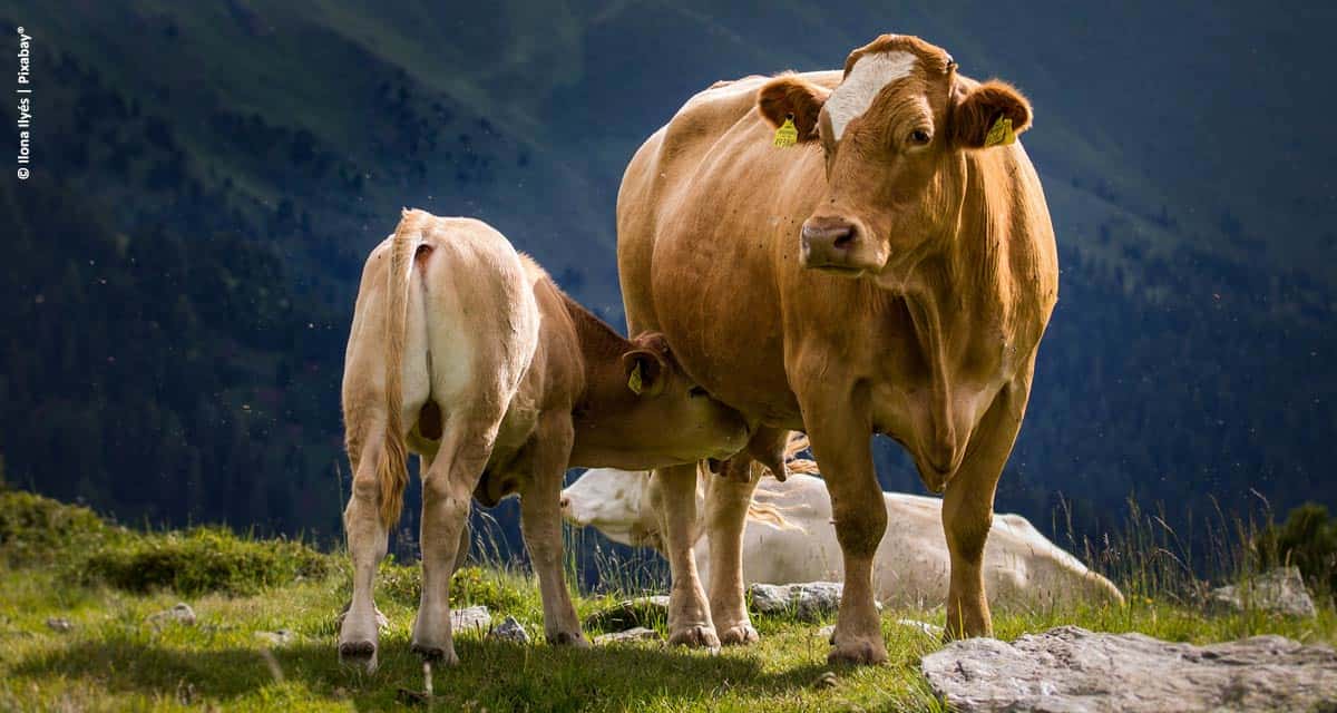 Minerva Foods é a primeira do setor a implementar ferramenta focada na sustentabilidade da pecuária bovina em parceria com o GTPS e a Solidaridad Brasil