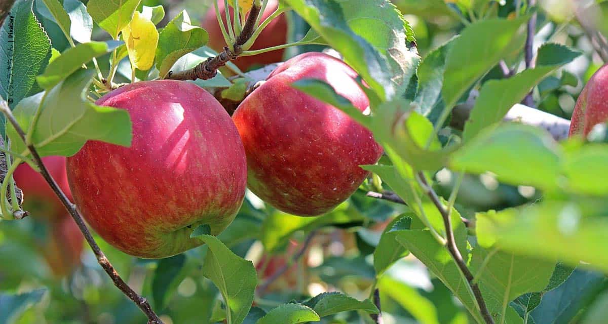Rasip projeta comercialização de 80 mil toneladas de maçã para 2020