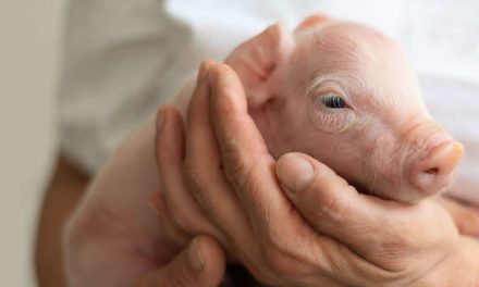 Bayer Animal Health lança Care4Pigs, subsídio global para melhorar o bem-estar dos suínos