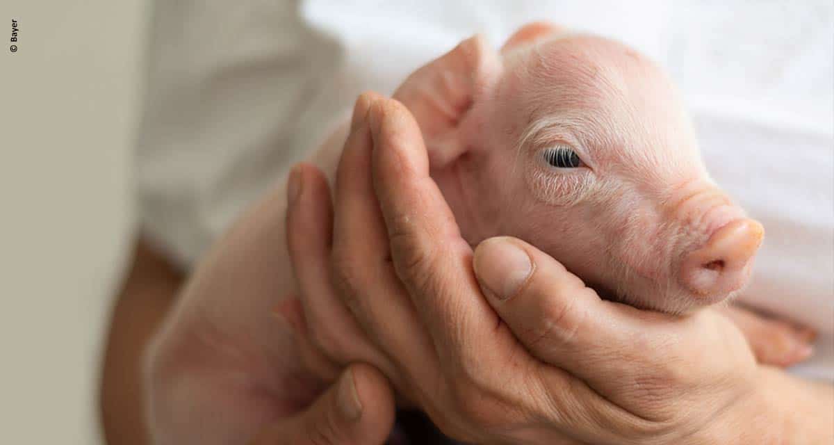 Bayer Animal Health lança Care4Pigs, subsídio global para melhorar o bem-estar dos suínos