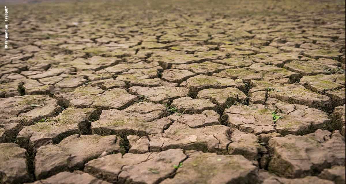 Falta de chuva prejudica colheita da soja na Bahia