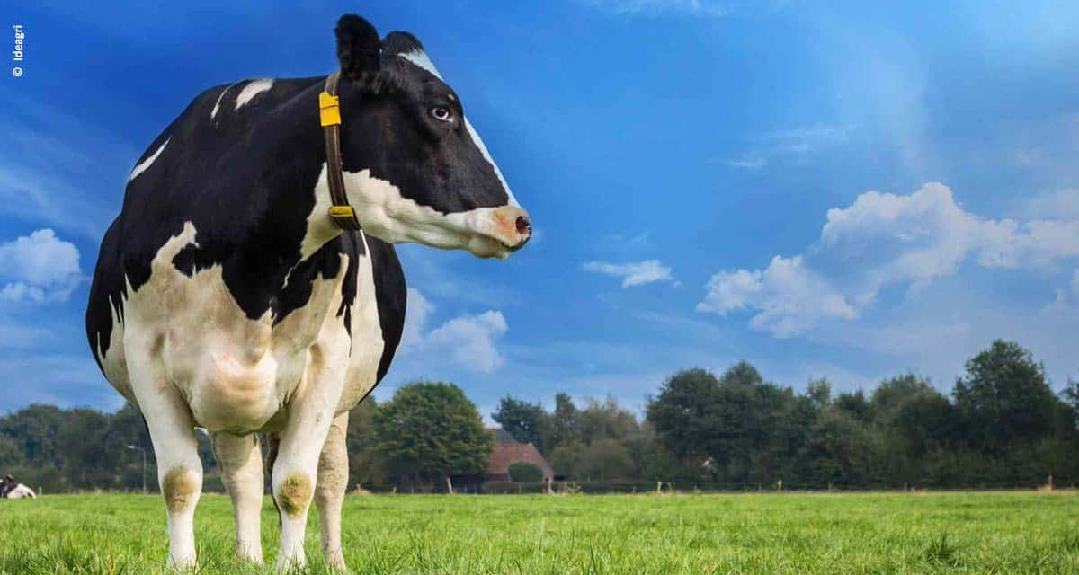 Índice Ideagri do Leite Brasileiro projeta melhoria  no desempenho das fazendas leiteiras em 2020