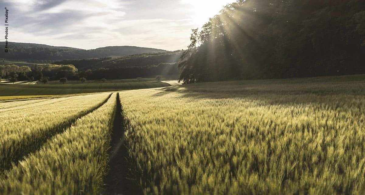 Minerva Foods apoia livro Tons de Verde – A Sustentabilidade da Agricultura no Brasil