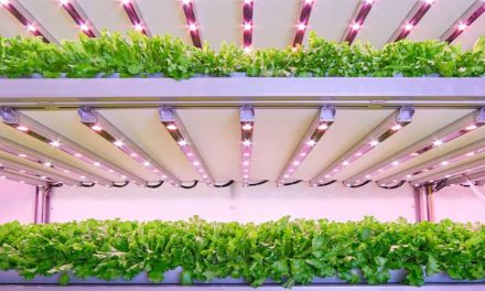 Maior fazenda vertical da Europa usa LEDs de horticultura