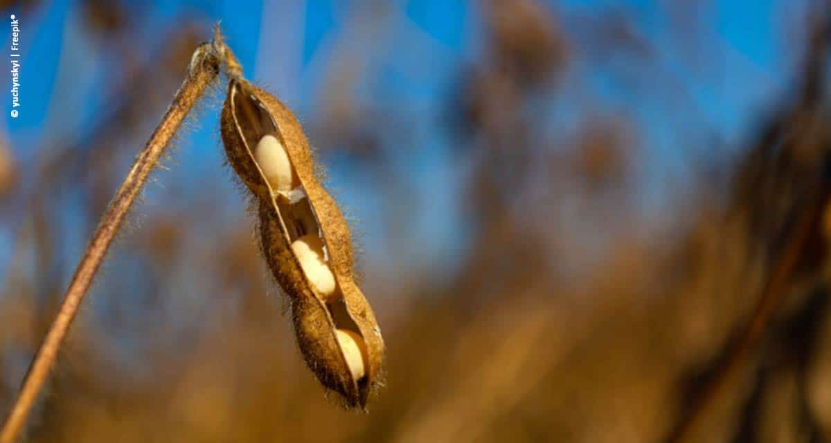 Safra 2019/20 de soja tem crescimento na área 2,6%