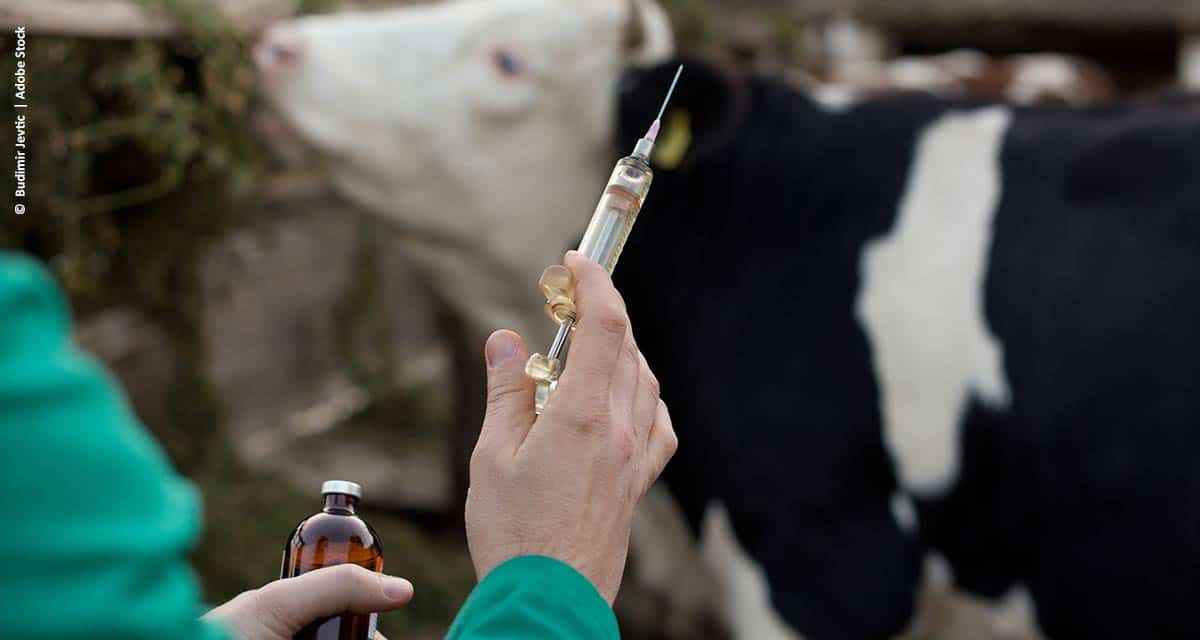 Como fazer a aplicação correta de medicamentos em bovinos?